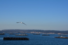 dsc_3527-12-15-2015